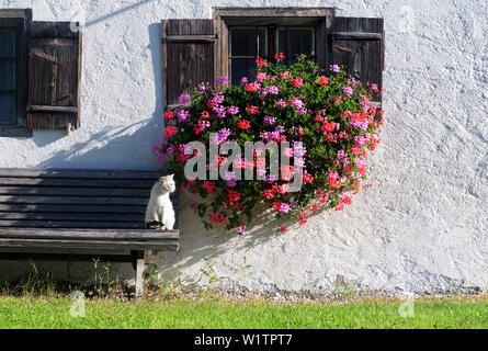 Weiße Katze sitzt in der Sonne auf einer Hausbank, dahinter ein mit Blumen geschmücktes Fenster mit Holz beladen Stockfoto
