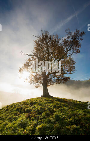 Eiche (Quercus) mit herbstlichen Laub, hintergrundbeleuchtet mit Nebel, Schauinsland, Baden-Württemberg, Deutschland Stockfoto