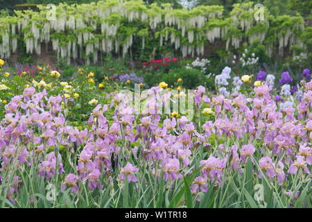 Iris in parterres zu einem tiefen Grenze mit wisteri Alba in der Ummauerten West Garten in Doddington Halle und Gärten, Lincolnshire, England, Vereinigtes Königreich. Mai Stockfoto