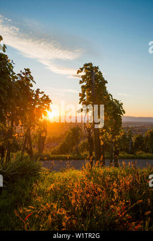 Weinberge, Sonnenuntergang, Ehrenstetten, in der Nähe von Freiburg im Breisgau, Markgräflerland, Schwarzwald, Baden-Württemberg, Deutschland Stockfoto