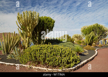 Kaktus Garten im Museum Museo del Queso Majorero und Molino de Antigua in Antigua, Fuerteventura, Kanarische Inseln, Islas Canarias, Atlantik, Stockfoto