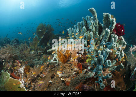 Rote Wangen Anthias über Coral Reef, Pseudanthias Huchtii, Raja Ampat, West Papua, Indonesien Stockfoto