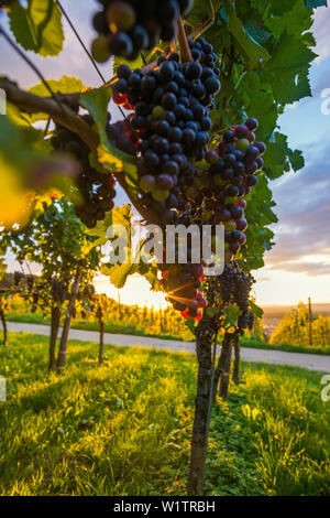 Weinberge, Sonnenuntergang, Ehrenstetten, in der Nähe von Freiburg im Breisgau, Markgräflerland, Schwarzwald, Baden-Württemberg, Deutschland Stockfoto