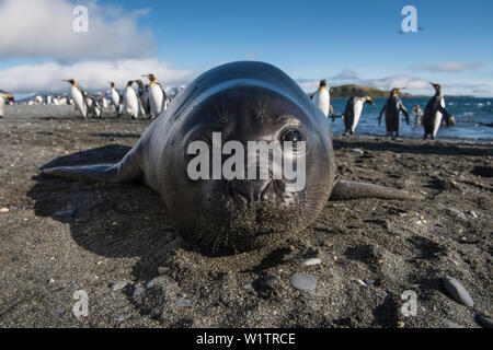 Einen neugierigen Jungen Südlicher See-Elefant (Mirounga leonina leonina) nähert sich das niedrige Niveau der Kamera am Strand, Salisbury Plain, South Georgia Island, Antarct Stockfoto