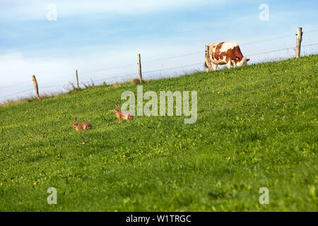 Zwei Kaninchen spielen auf einem grashang in der Sonne, oben ist ein Kalb auf dem eingezäunten Weide Stockfoto