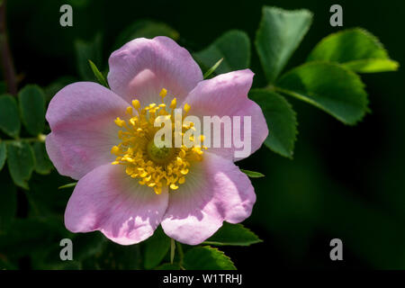 Rose Blumen, Rosa Canina, Deutschland Stockfoto