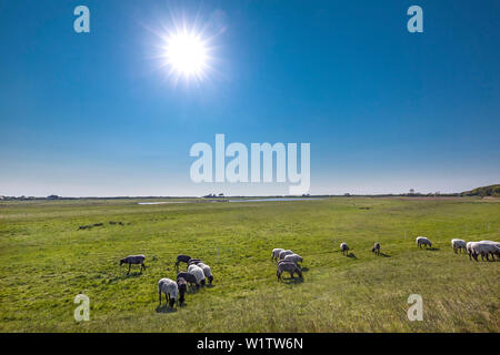 Schafe auf einem Feld, Insel Hiddensee, Mecklenburg-Vorpommern, Deutschland Stockfoto