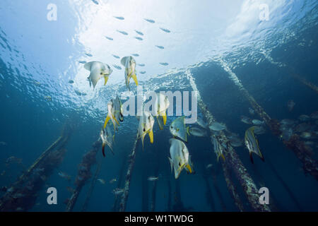 Longfin Fledermausfischen unter Aborek Jetty, Platax Teira, Raja Ampat, West Papua, Indonesien Stockfoto