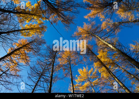 Europäische Lärchen im Herbst, Larix decidua, Alpen, Bayern, Deutschland, Europa Stockfoto