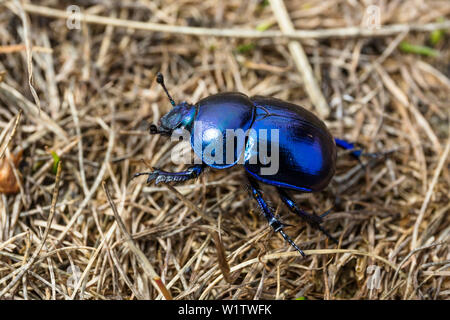 Mistkäfer, Geotrupes stercorosus, Insel Hiddensee, Mecklenburg-Vorpommern, Deutschland, Europa Stockfoto