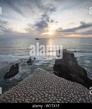 Muriwai Beach, Waitakere Ranges Regional Park, Auckland, Nordinsel, Neuseeland, Ozeanien Stockfoto