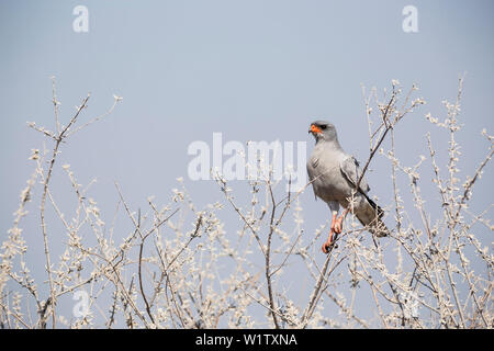 Blass Chanting Goshawk im Etosha National Park, Namibia, Afrika Stockfoto