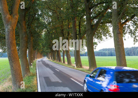 Kompakt und gut erhaltenen eichenallee zwischen Steesow und Deibow, Auto, Straße, Mecklenburgische Seenplatte, Deibow, Mecklenburg-Vorpommern, Deutschland, Europa Stockfoto