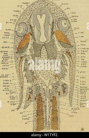 Archiv Bild ab Seite 530 der Denkschriften der Medicinisch-Naturwissenschaftlichen Gesellschaft zu. Denkschriften der Medicinisch-Naturwissenschaftlichen Gesellschaft zu Jena denkschriftender 47 medi Jahr: 1879 7 ge Entwicklungsgeschichte des Kopfes und des Blutgefässsystems von Ceratodus forsten. 1455 schliesst. Unter dem Epithel des Kiemendeckels verläuft sterben auf der on the left side Körperseite in längerer Aus-dehnung freigelegte, arterielles Blut führende Operculararterie (59). Zwischen dem Parachordalknorpel (51) und dem dorsalen Divertikel der zweiten Schlundtasche (22) ist-sterben 64 ft dicke Aorten Stockfoto