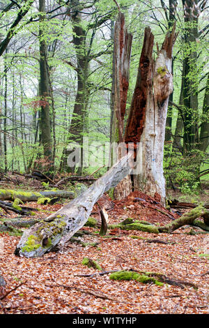 Deadwood, Rohrberg Naturschutzgebiet, Naturpark Spessart, Unterfranken, Bayern, Deutschland Stockfoto