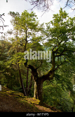 Riesige Buche (Fagus sylvatica) die Buche Wald am Nationalpark Kellerwald-Edersee im Sommer, Edersee, Hessen, Deutschland, Europa Stockfoto
