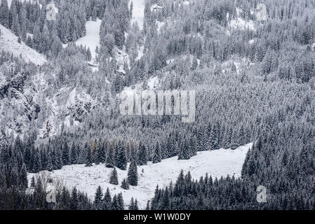 Verschneite Tannen im Detail, Bad Hindelang, Allgäu, Bayern, Deutschland Stockfoto