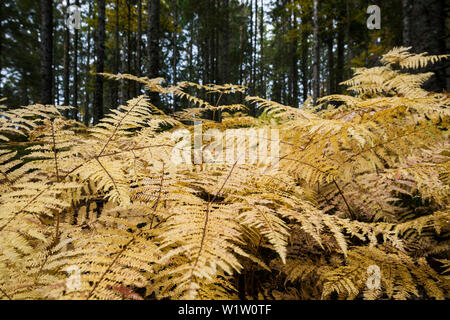 Nadelwald mit Farnen im Herbst, in der Nähe von Hinterzarten, Schwarzwald, Baden-Württemberg, Deutschland Stockfoto