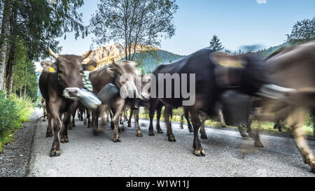 Kühe tragen Glocken für den Almabtrieb, Stillachtal, Oberallgaeu, Allgaeu, Oberallgaeu, Alpen, Deutschland Stockfoto