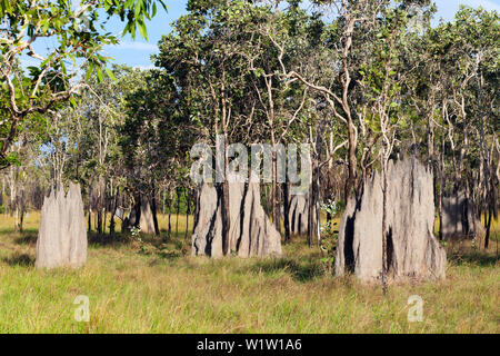 Magnetische Termitenhügel, Amitermes laurensis, Cape York Halbinsel, North Queensland, Australien Stockfoto