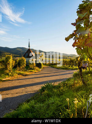 Weinberge, Sonnenuntergang, Ehrenstetten, in der Nähe von Freiburg im Breisgau, Markgräflerland, Schwarzwald, Baden-Württemberg, Deutschland Stockfoto