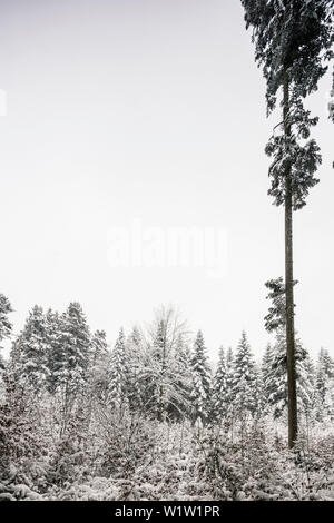 Tanne im Winter gemischte Wald-, Berg-, Bayern, Deutschland Stockfoto