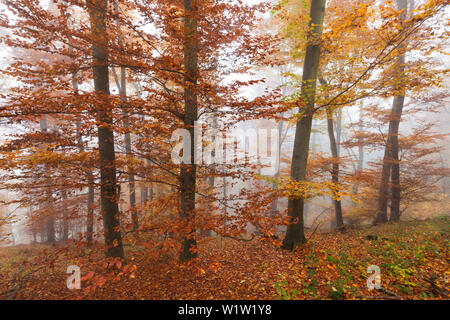 Buche Wald im Nebel, Eifel, Rheinland-Pfalz, Deutschland Stockfoto