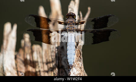 Erwachsene männliche Gemeinsame Whitetail Skimmer (Plathemis Lydia) Colorado, USA Stockfoto