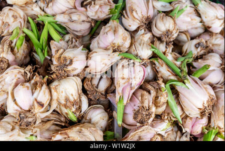 Weißen Himmel lilium Glühlampen Stockfoto