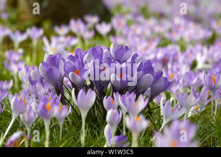 Crocus Blüten im botanischen Garten, Rostock, Mecklenburg Vorpommern, Deutschland Stockfoto