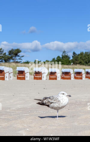 Möwe am Strand im Ostseebad Baabe, mönchgut, Insel Rügen, Ostsee, Mecklenburg-Vorpommern, Norddeutschland, Deutschland, Eur Stockfoto