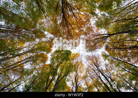 Buche Wald im Herbst, Frog's Eye View, Schauinsland, in der Nähe von Freiburg im Breisgau, Schwarzwald, Baden-Württemberg, Deutschland Stockfoto