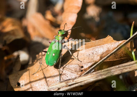 Green Tiger Beetle, Cicindela campestris, Bayern, Deutschland, Europa Stockfoto