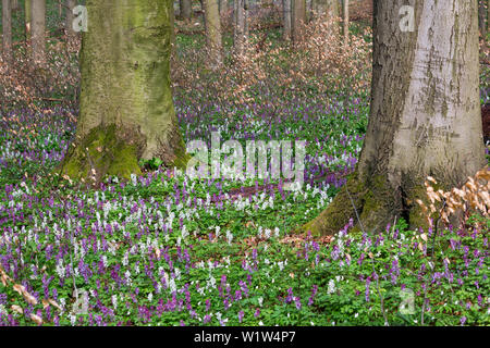 Holewort in Buchenwald im Frühjahr, hohlen Wurzel, Corydalis Cava, Nationalpark Hainich, Thüringen, Deutschland, Europa Stockfoto