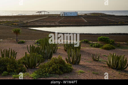 Morgen im Museum von Salz bei Las Salinas in der Nähe von Caleta de Fustes, Fuerteventura, Kanarische Inseln, Islas Canarias, Atlantik, Spanien, Europa Stockfoto