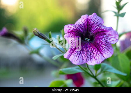 Blühende purple petunia Schuß schließen mit unscharfen Hintergrund Stockfoto