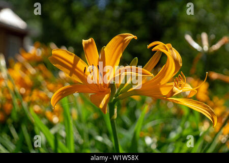 Orange dyililies, Hemerocallis in einem Garten Stockfoto