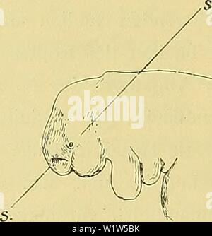 Archiv Bild ab Seite 573 der Denkschriften der Medicinisch-Naturwissenschaftlichen Gesellschaft zu. Denkschriften der Medicinisch-Naturwissenschaftlichen Gesellschaft zu Jena denkschriftender 62 medi Jahr: 1879 544 Zur Entwicklungsgeschichte und vergleichenden Morphologie des Schädels von Echidna aculeata var. typica. 64 Die Anlage der rostralwärts Occipitalregion wird begrenzt durch den mit mehreren ventralen Wurzel - bündeln entspringenden Hypoglossus, der nach seinem Abgang von der Medulla ventral und lateral-wärts, gegen die Nerven der Vagusgruppe hin (Glossopharyngeus, Vagus, Accessoriu Stockfoto