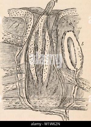 Archiv Bild ab Seite 580 Der cyclopaedia von Anatomie und. Die cyclopaedia von Anatomie und Physiologie cyclopdiaofana 05 Todd Jahr: 1859 - 1 P H V' - ' ' v/" • • • • p TV&.-'-. V'-..,/: - -, dehnungsrezeptoren Körper (i) und Feder- sac (a) von der Unterseite des Unterkiefers einer Taube, c, Muskeln der Feder sacs. In der Mehrzahl der Säugetiere gibt es eine spezielle tegumentary gestreifte Muskeln, die erreicht eine enorme Entwicklung in den Igel, während nur ein Rudiment der Mensch bleibt, wie das platysma myoides. Hier ist allerdings die gestreiften "Torf/Tier" Muskel wird durch die unstriped bündelt die, wie Kollikerhas ersetzt Stockfoto