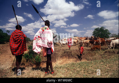 Masai Krieger mit Vieh in der Nähe der Masai Mara, Kenia Stockfoto