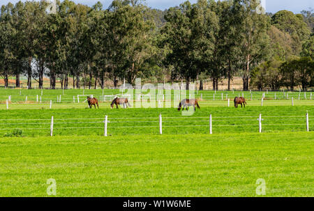 Pferde auf dem Bauernhof oder das Gestüt im ländlichen Australien Stockfoto