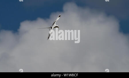 White-tailed tropicbird im Flug an einem sonnigen Tag im Pazifik Gleiten mit seinen langen Schwanz hinter Streaming Stockfoto