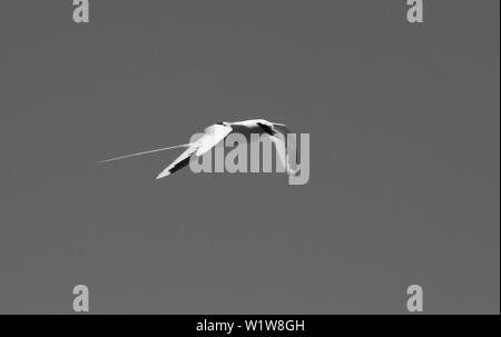 White-tailed tropicbird im Flug an einem sonnigen Tag im Pazifik Gleiten mit seinen langen Schwanz hinter Streaming Stockfoto