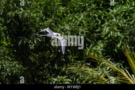 White-tailed tropicbird im Flug an einem sonnigen Tag im Pazifik Gleiten mit seinen langen Schwanz hinter Streaming Stockfoto