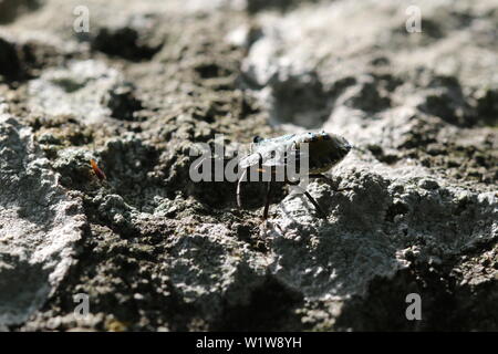 Eine abschließende instar Nymphe von Pentatoma rufipes, ansonsten wie den Wald Bug oder Red-legged Shieldbug bekannt. Stockfoto