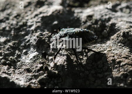 Eine abschließende instar Nymphe von Pentatoma rufipes, ansonsten wie den Wald Bug oder Red-legged Shieldbug bekannt. Stockfoto