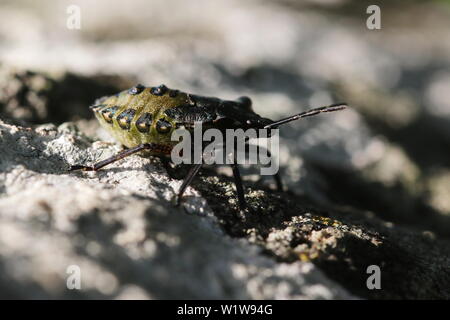 Eine abschließende instar Nymphe von Pentatoma rufipes, ansonsten wie den Wald Bug oder Red-legged Shieldbug bekannt. Stockfoto