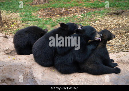 Bär in Bearizona Wildlife Park, Williams Stockfoto