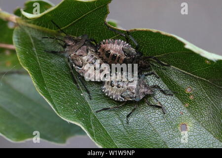 Drei endgültige instar Nymphen von Pentatoma rufipes, ansonsten wie den Wald Bug oder Red-legged Shieldbug bekannt. Stockfoto