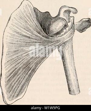 Archiv Bild ab Seite 631 Der cyclopaedia von Anatomie und. Die cyclopaedia von Anatomie und Physiologie cyclopdiaofana 0401 Todd Jahr: 1847 abnormalen Betriebsbedingungen das SCHULTERGELENK. 610 Schultergelenk wurde von Herrn Macna seziert - Mara, von denen ich die Beschreibung der Erscheinungen, mit dem Vorteil, dass die Vorbereitung vor mir, während ich schreibe. Die Verschiebung war unbeaufsichtigt mit RUP-ture von jeder Muskel, oder die Trennung der jede Sehne aus seiner Eingliederung in die Knochen; durch eine leichte Anstrengung, um die Verschiebung reproduziert wurde, und die brustmuskeln entfernt wird, den Kopf poliert Der Stockfoto